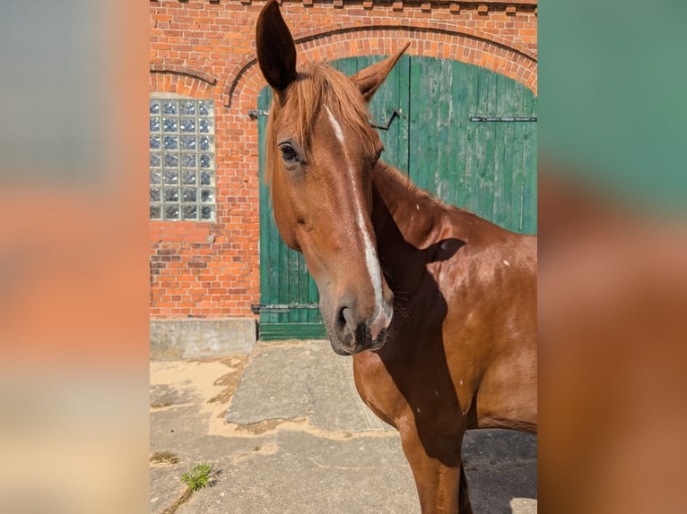 Hannoveraner Stute 12 Jahre 169 cm Fuchs in Hittbergen