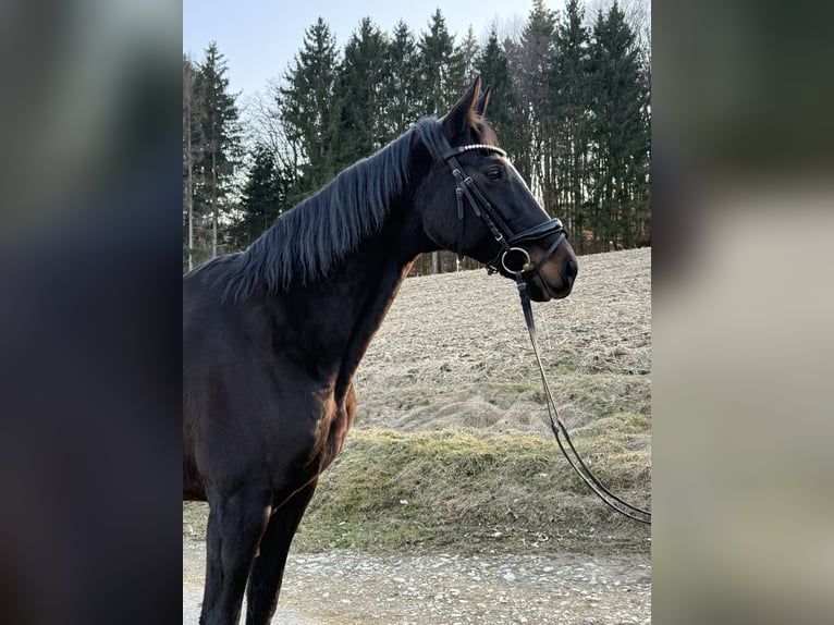 Hannoveraner Stute 12 Jahre 169 cm Rappe in Sinabelkirchen