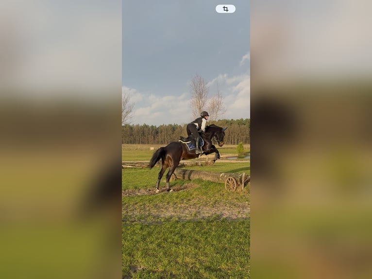 Hannoveraner Stute 12 Jahre 169 cm Schwarzbrauner in Winsen (Luhe)