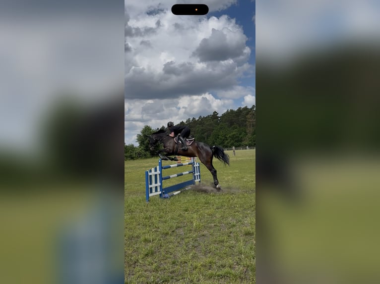 Hannoveraner Stute 12 Jahre 169 cm Schwarzbrauner in Winsen (Luhe)