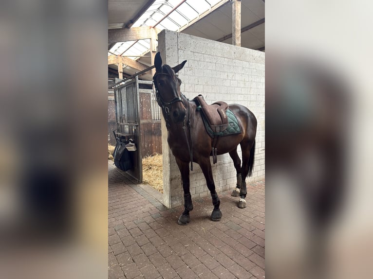 Hannoveraner Stute 12 Jahre 169 cm Schwarzbrauner in Winsen (Luhe)