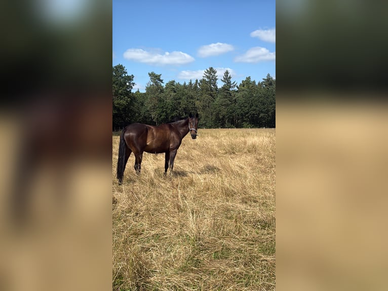 Hannoveraner Stute 12 Jahre 169 cm Schwarzbrauner in Winsen (Luhe)