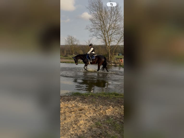 Hannoveraner Stute 12 Jahre 169 cm Schwarzbrauner in Winsen (Luhe)