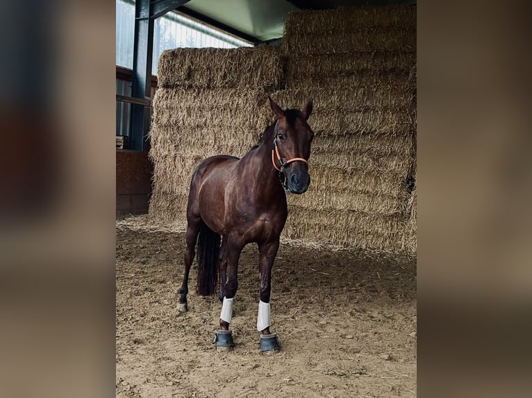 Hannoveraner Stute 12 Jahre 170 cm Dunkelfuchs in Recklinghausen