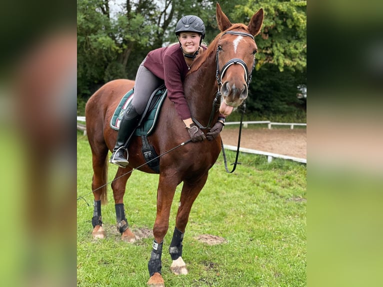 Hannoveraner Stute 12 Jahre 170 cm Fuchs in Schieren