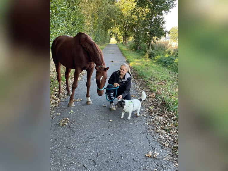 Hannoveraner Stute 12 Jahre 170 cm Fuchs in Schieren