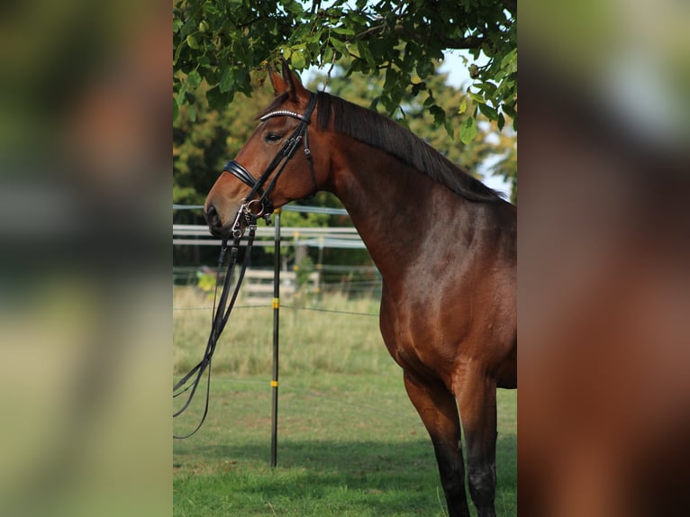 Hannoveraner Stute 12 Jahre 170 cm Hellbrauner in Korntal-Münchingen