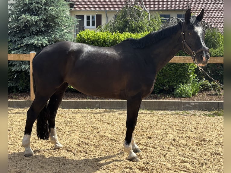 Hannoveraner Stute 12 Jahre 170 cm Rappe in Iggingen