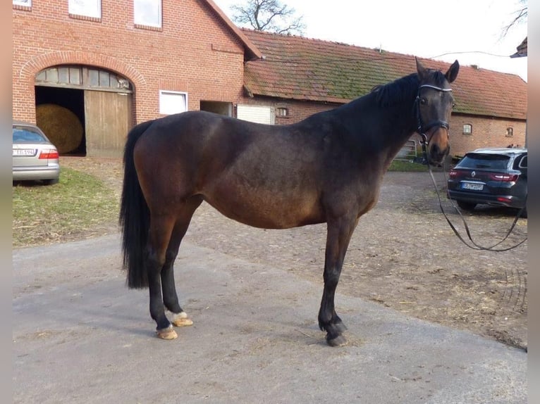 Hannoveraner Stute 12 Jahre 170 cm Schwarzbrauner in Bassum