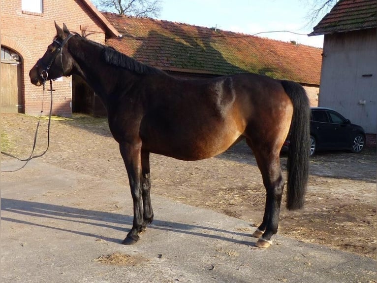 Hannoveraner Stute 12 Jahre 170 cm Schwarzbrauner in Bassum