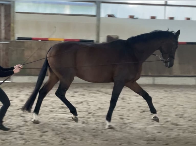 Hannoveraner Stute 12 Jahre 171 cm Brauner in Gütersloh
