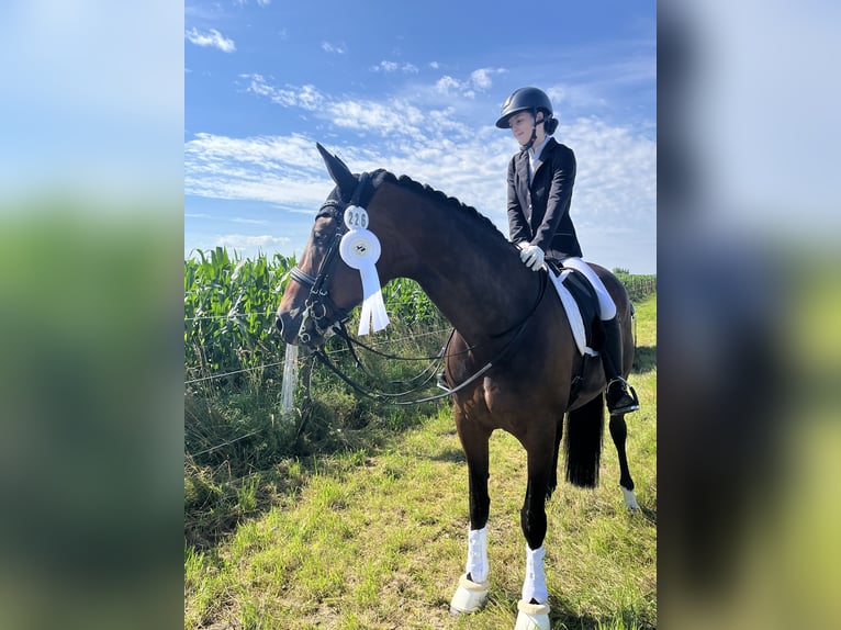 Hannoveraner Stute 12 Jahre 171 cm Dunkelbrauner in Elchingen