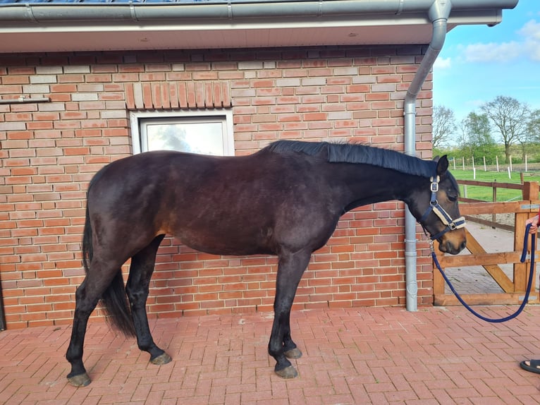 Hannoveraner Stute 12 Jahre 172 cm Brauner in Friesoythe