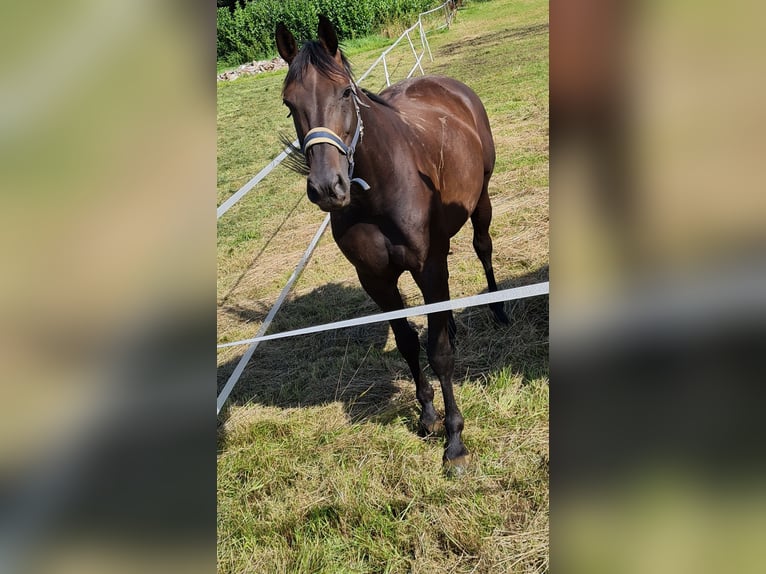 Hannoveraner Stute 12 Jahre 172 cm Brauner in Friesoythe