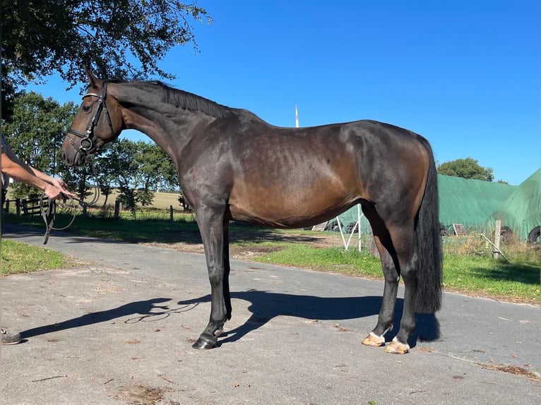 Hannoveraner Stute 12 Jahre 172 cm Schwarzbrauner in Bassum