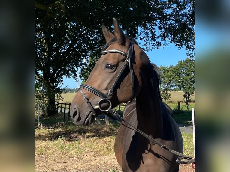 Hannoveraner Stute 12 Jahre 172 cm Schwarzbrauner in Bassum