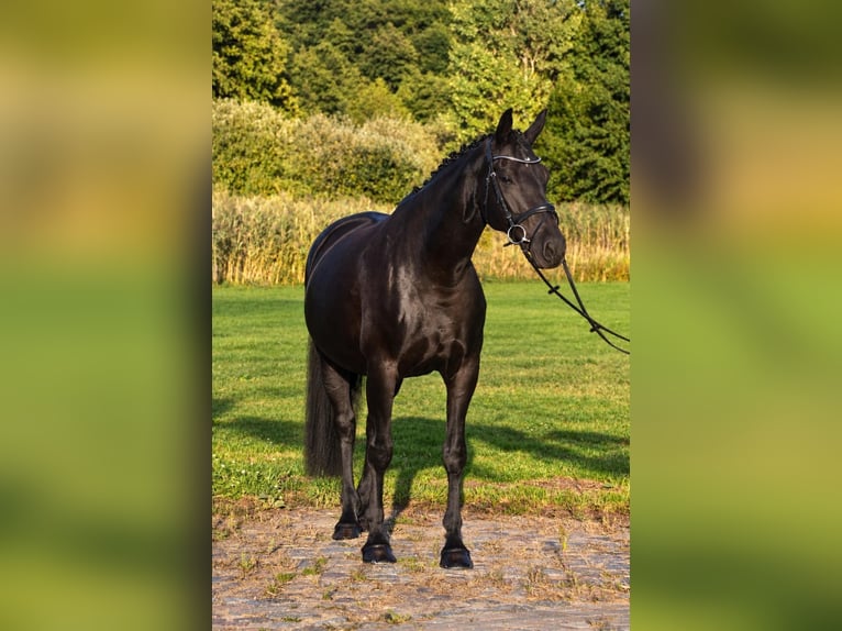 Hannoveraner Stute 12 Jahre 173 cm Rappe in Zossen