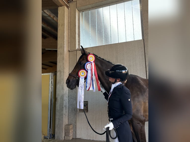 Hannoveraner Stute 12 Jahre 174 cm Brauner in Marlow