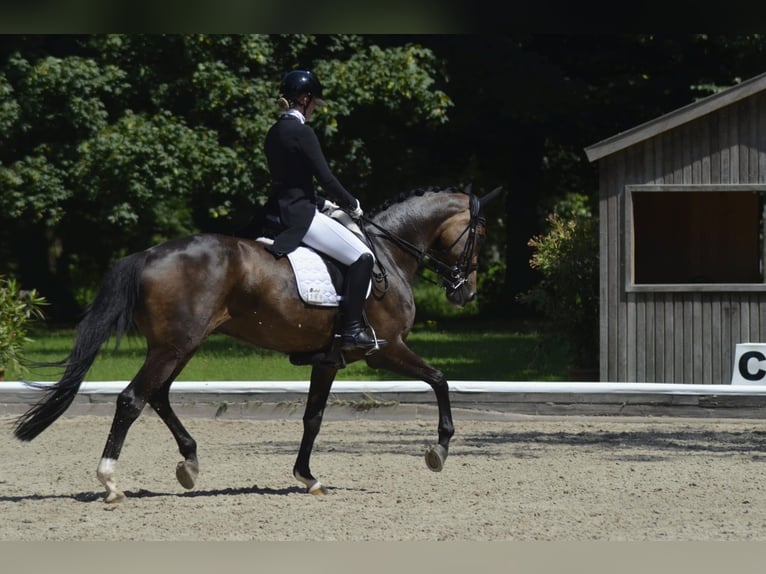Hannoveraner Stute 12 Jahre 174 cm Brauner in Marlow