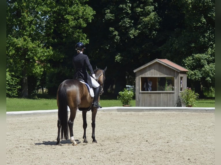 Hannoveraner Stute 12 Jahre 174 cm Brauner in Marlow