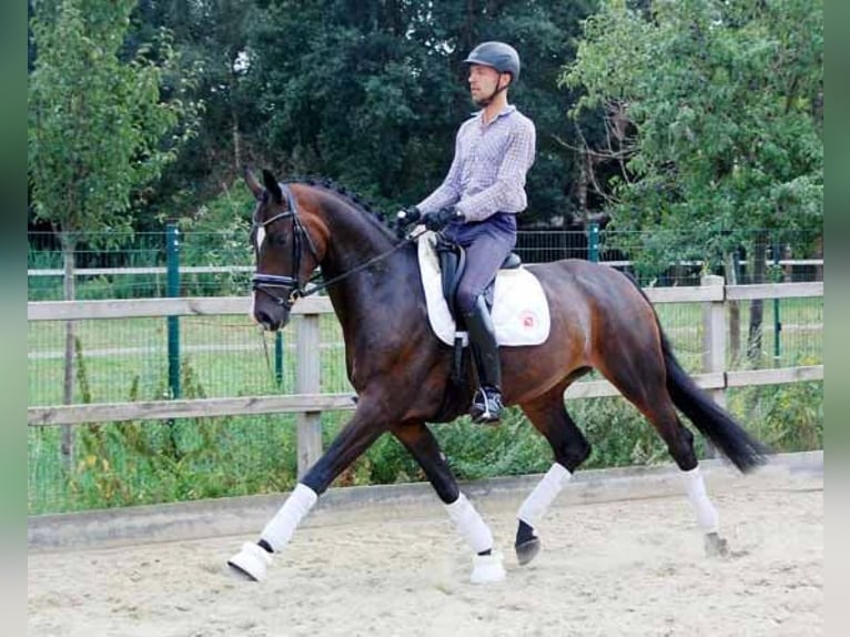 Hannoveraner Stute 12 Jahre 174 cm Dunkelbrauner in Ratekau