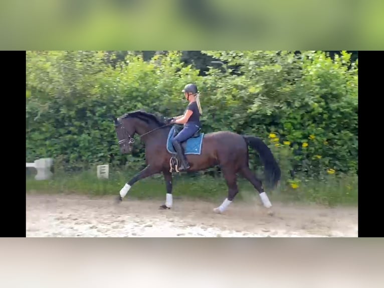 Hannoveraner Stute 12 Jahre 175 cm Rappe in Kalkar