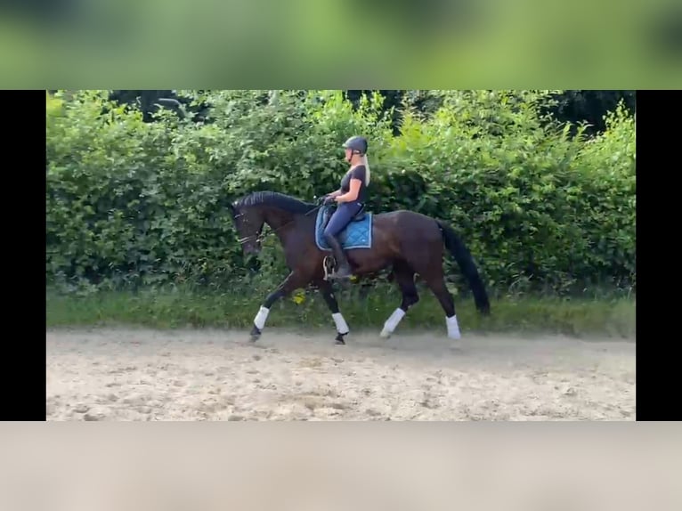 Hannoveraner Stute 12 Jahre 175 cm Rappe in Kalkar