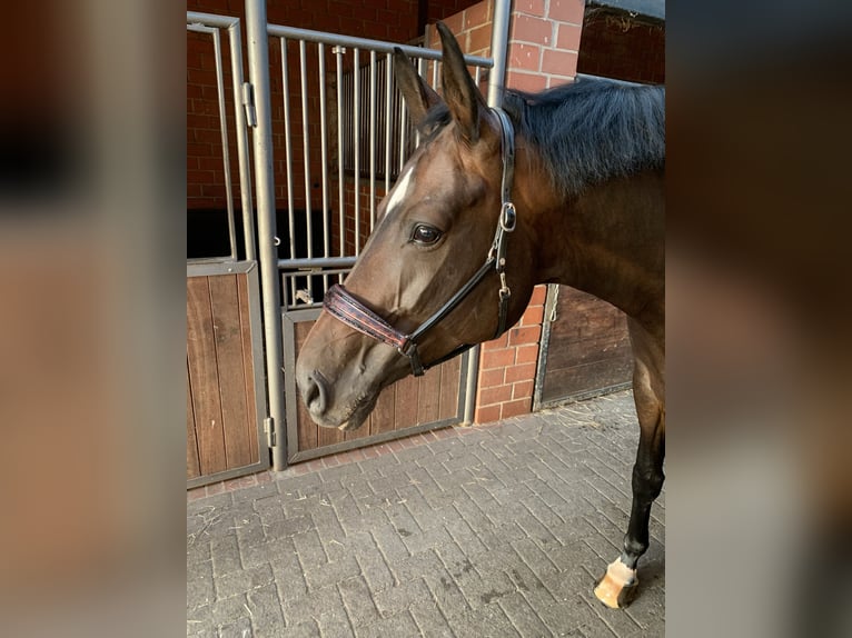 Hannoveraner Stute 12 Jahre 175 cm Schwarzbrauner in Braunschweig