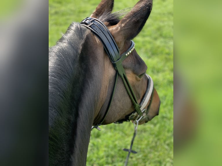 Hannoveraner Stute 12 Jahre 175 cm Schwarzbrauner in Braunschweig