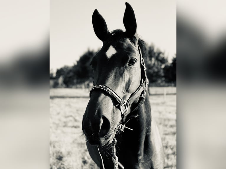 Hannoveraner Stute 12 Jahre 175 cm Schwarzbrauner in Braunschweig