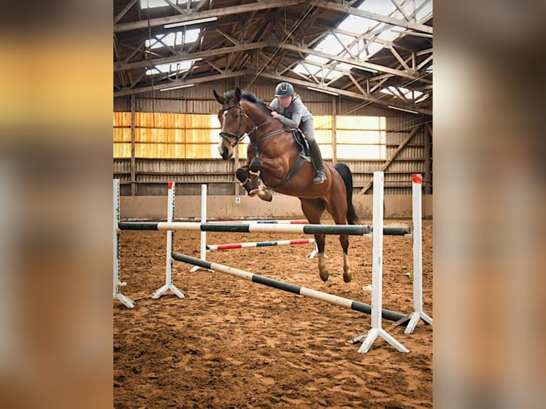 Hannoveraner Stute 12 Jahre 176 cm Brauner in Diepholz