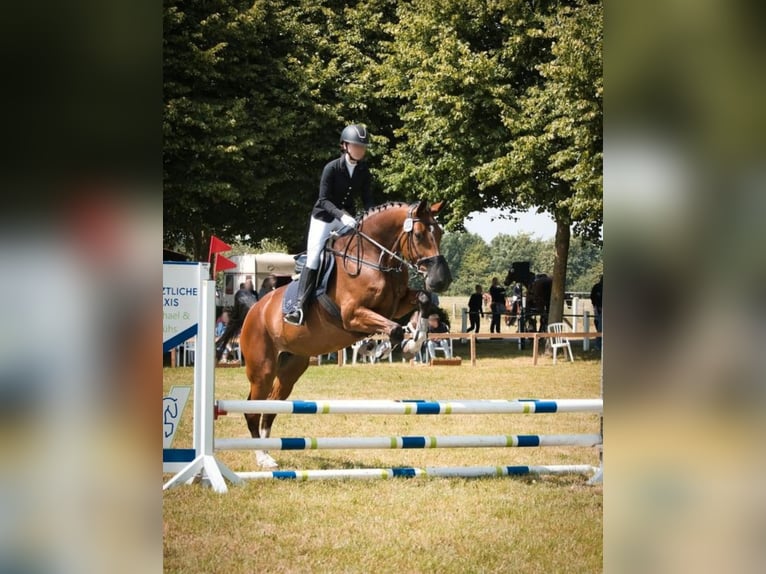 Hannoveraner Stute 12 Jahre 176 cm Brauner in Diepholz