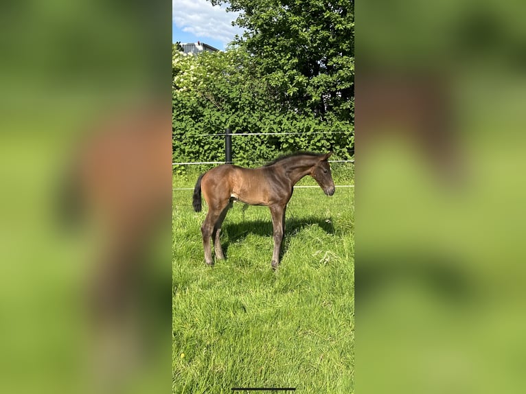 Hannoveraner Stute 12 Jahre 176 cm Rappe in Löhne