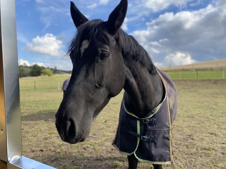 Hannoveraner Stute 12 Jahre 180 cm Schwarzbrauner in Kall