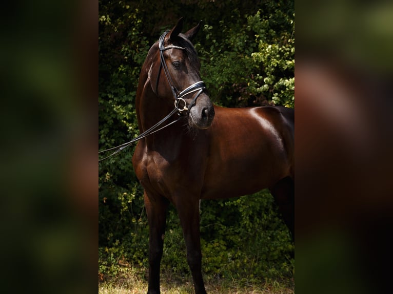 Hannoveraner Stute 12 Jahre 180 cm Schwarzbrauner in Kall