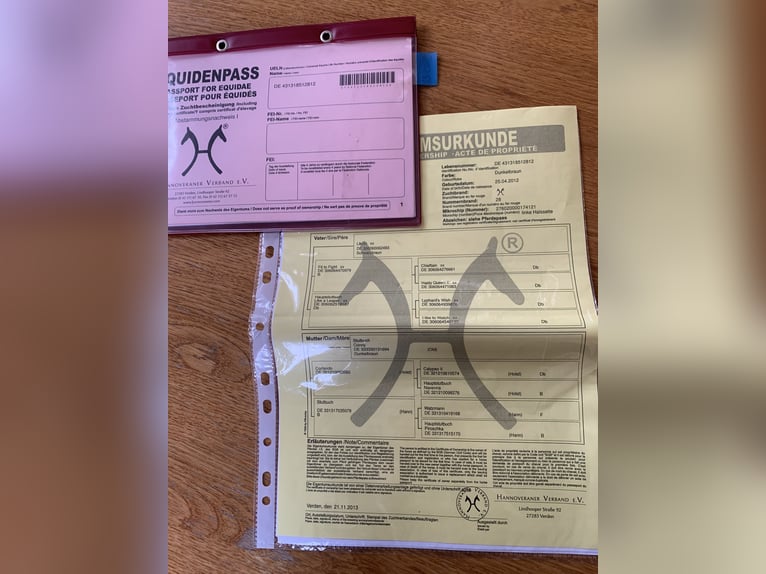 Hannoveraner Stute 13 Jahre 153 cm Dunkelbrauner in Petershagen