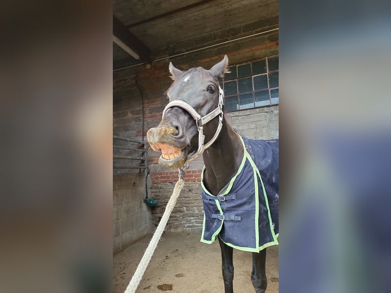 Hannoveraner Stute 13 Jahre 155 cm in Hattingen