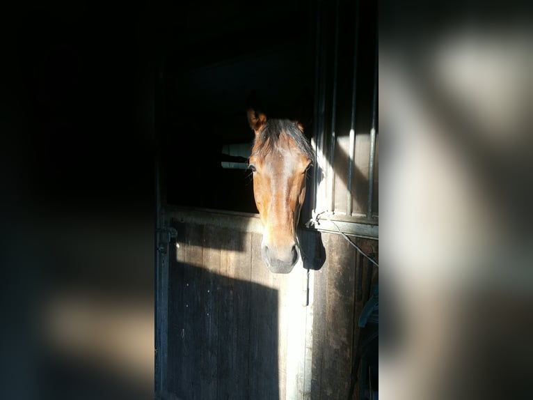 Hannoveraner Stute 13 Jahre 161 cm Brauner in Karlsfeld