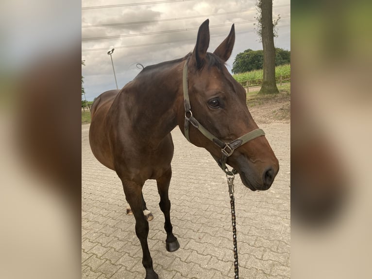 Hannoveraner Stute 13 Jahre 162 cm Dunkelbrauner in Bielefeld