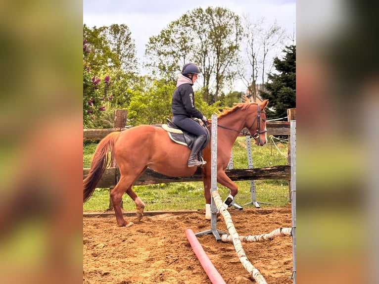 Hannoveraner Stute 13 Jahre 163 cm Fuchs in Banzkow