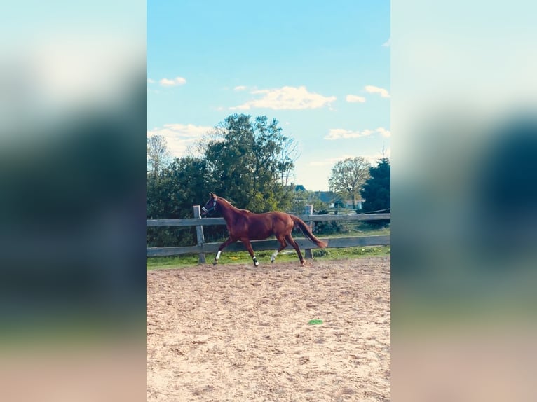 Hannoveraner Stute 13 Jahre 163 cm Fuchs in Banzkow