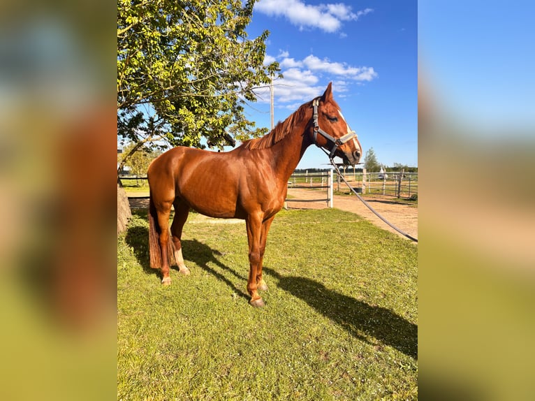 Hannoveraner Stute 13 Jahre 163 cm Fuchs in Banzkow