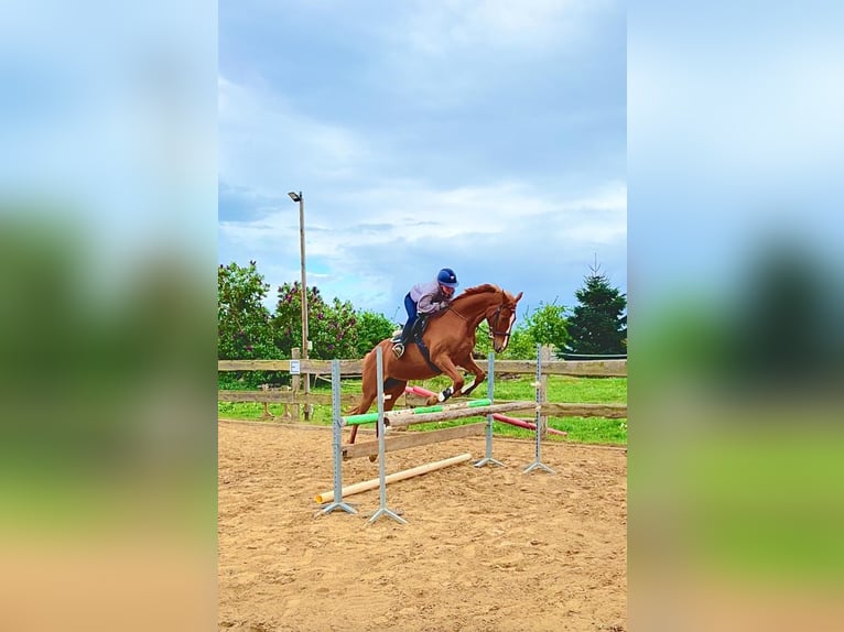 Hannoveraner Stute 13 Jahre 163 cm Fuchs in Banzkow