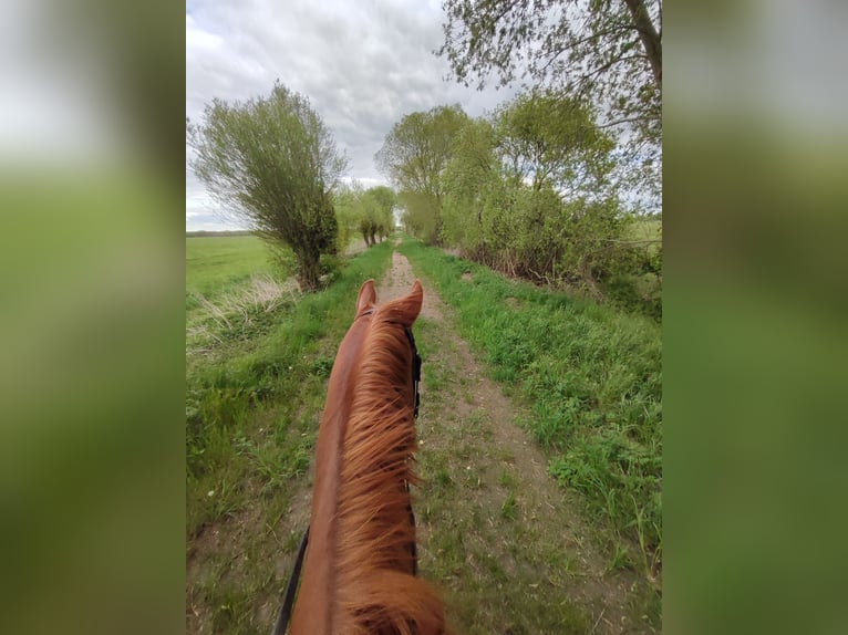 Hannoveraner Stute 13 Jahre 163 cm Fuchs in Banzkow