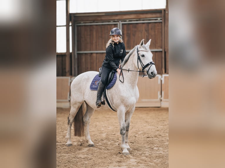 Hannoveraner Stute 13 Jahre 163 cm Schimmel in Grimma