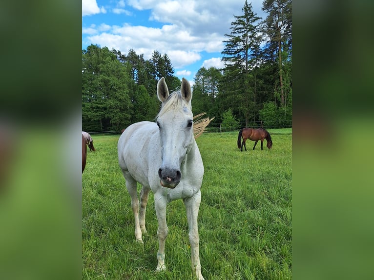 Hannoveraner Stute 13 Jahre 163 cm Schimmel in Creu&#xDF;en