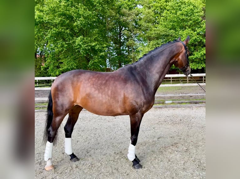 Hannoveraner Stute 13 Jahre 164 cm Brauner in Lingen