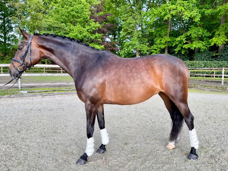 Hannoveraner Stute 13 Jahre 164 cm Brauner in Lingen