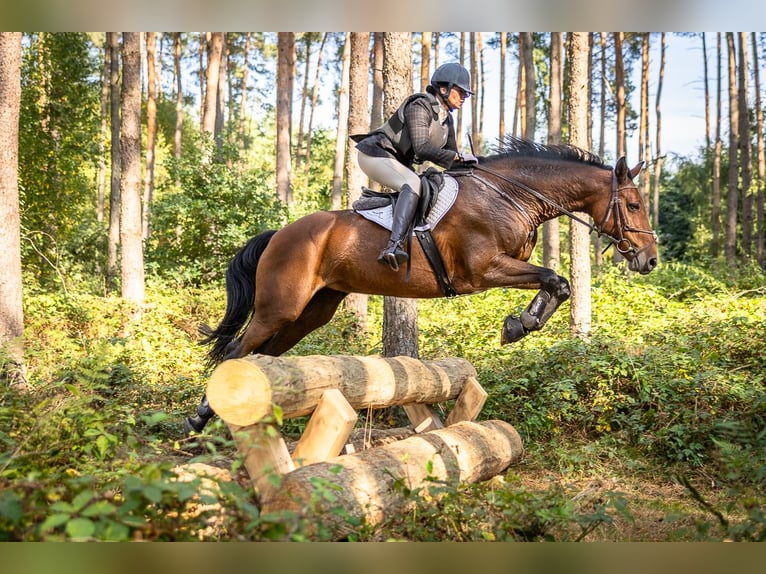 Hannoveraner Stute 13 Jahre 164 cm Brauner in Lengerich
