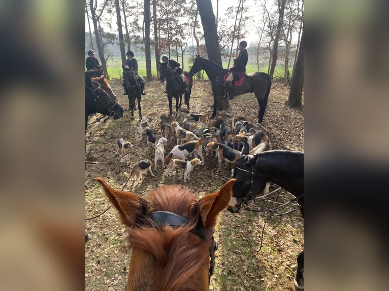 Hannoveraner Stute 13 Jahre 164 cm Brauner in Ostbevern